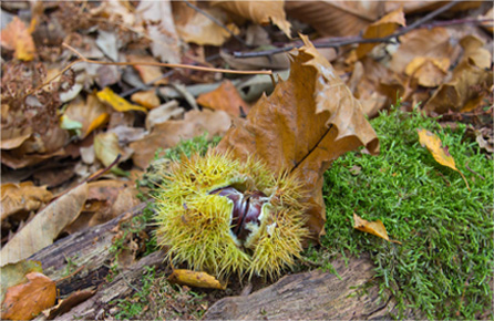 网站攻击软件工具